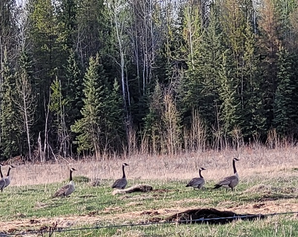 Canadian Geese McLeod Valley, AB
