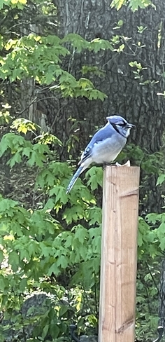 Blue jay Cantley, Quebec, CA
