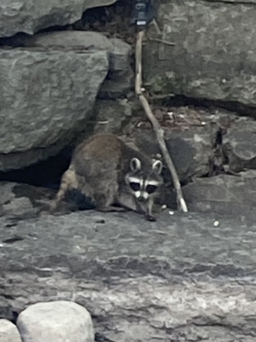 Little Raccoon Peterborough, Ontario, CA