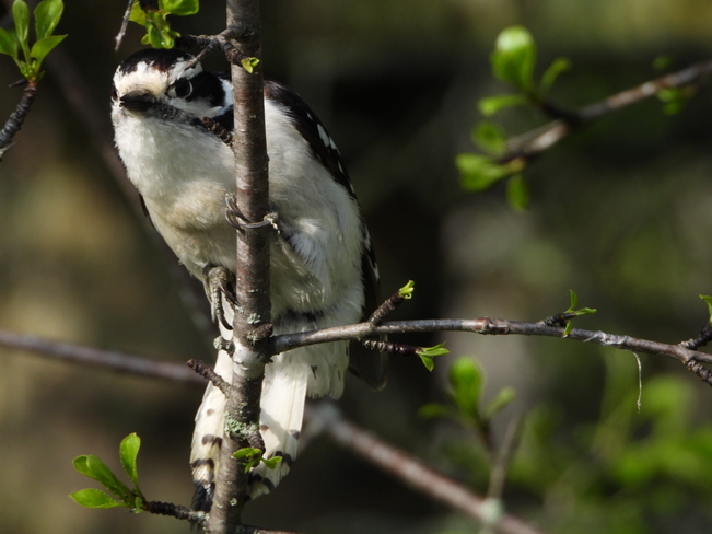 Woodpecker Kingston, Ontario, CA