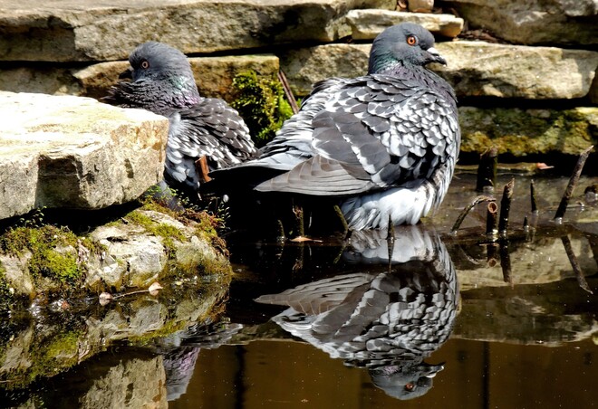 Cool! Le reflet du pigeon dans l’eau! Terrebonne, QC