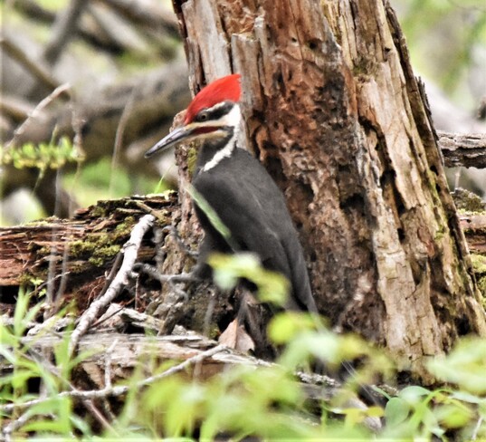 pileated woodpecker Rondeau Provincial Park, Rondeau Park Road, Morpeth, ON