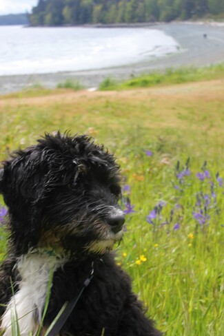 Ori the Bernedoodle puppy in by the blooming Camas Nanaimo, BC