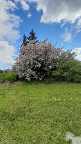 May 17, 2022 - Cherry Blossoms Brampton, ON