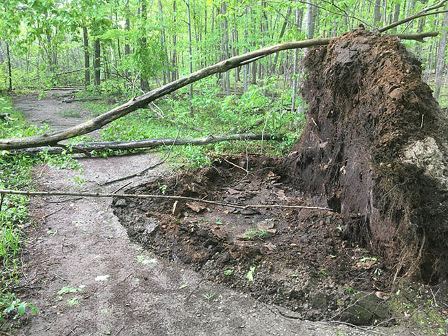 Damage along the Beaver Trail Ottawa, ON