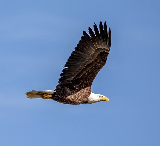 Bald Eagle Golden, British Columbia, CA