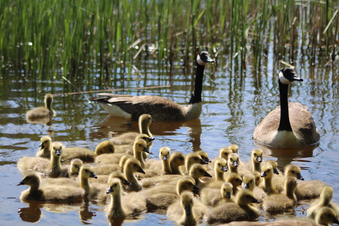 Family of geese Ottawa, Ontario, CA