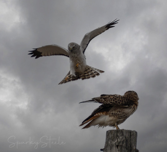 Red-Tailed Hawk and Norther Harrier Temiskaming Shores, ON