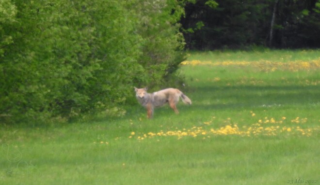 Coyote à la fut, St-Louis de France Saint-Louis-de-France, Trois-Rivières, QC