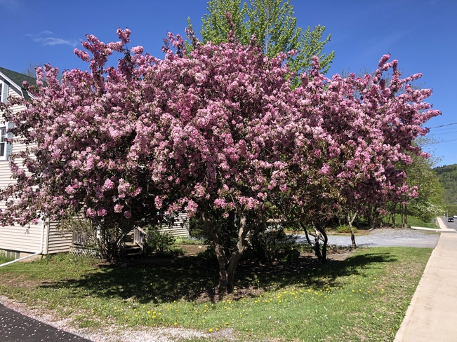Cherry Pink and Apple Blossom Time Hampton, New Brunswick | E5N 6J6