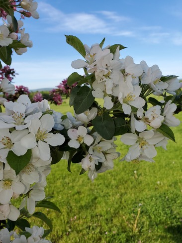 Apple blossoms in the Annapolis Valley Berwick, NS