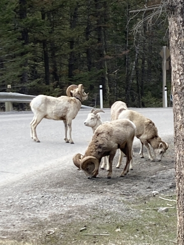Big horn sheep on Mt. Norquay. Banff, Alberta, CA