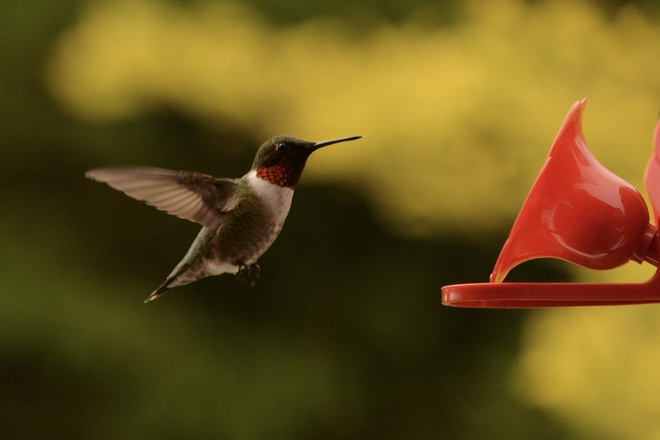 Ruby throat hummingbird Sherbrooke, Quebec | J1L 2Z7