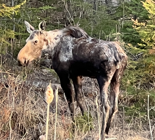 Moose!! Nipigon, Ontario, CA