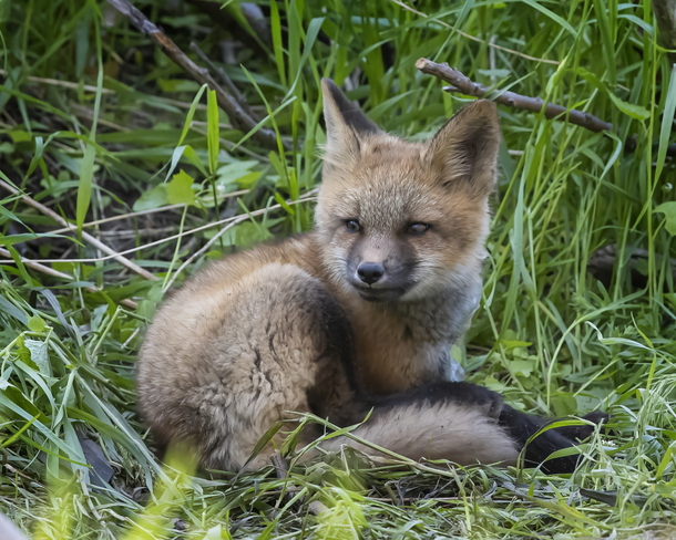 Foxes Burlington, ON