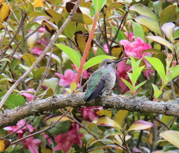 Hummingbird Vancouver, BC