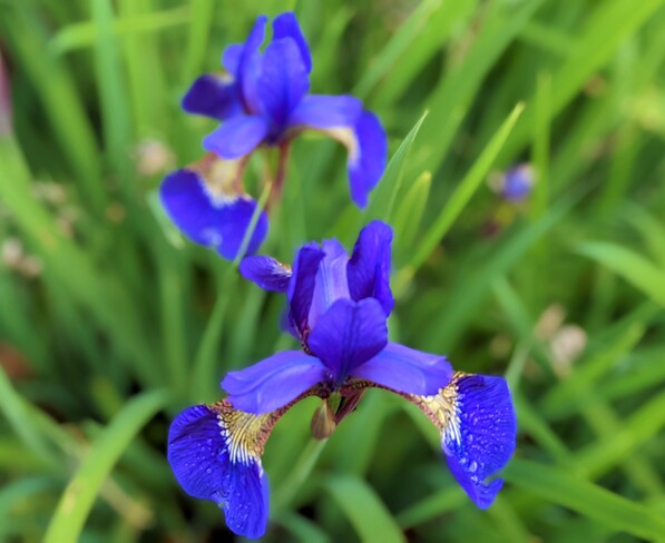 Irises Vancouver, BC