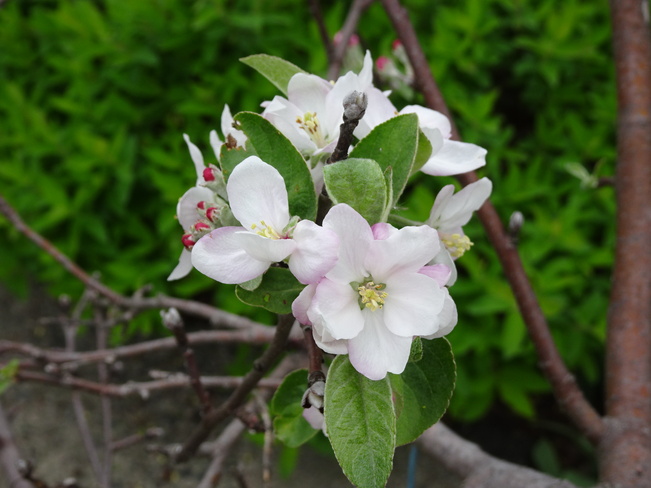 Apple Blossoms Sudbury, ON