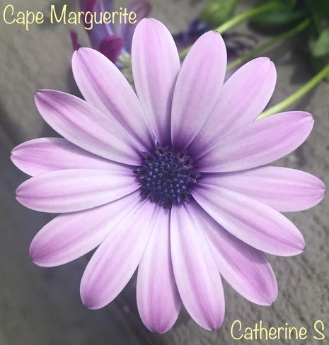 Cape Marguerite Daisy Toronto, Ontario, CA