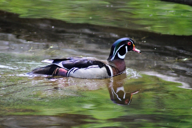 Wood duck Mud Lake, Ontario, CA