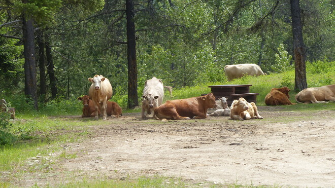 Cows camping grand forks
