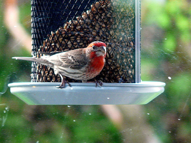 FINCH THROUGH A DIRTY WINDOW West Vancouver, BC