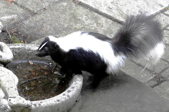 Close Encounter with Beautiful Skunk 35 Melville St, Hamilton, ON L9H 1Z7, Canada