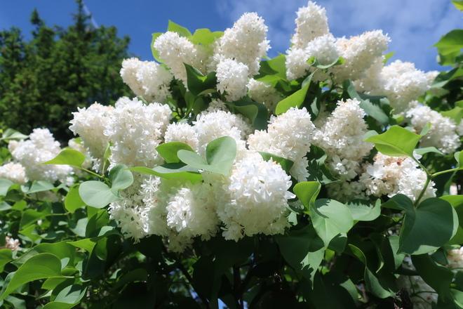 White bloom Kanata, Ottawa, ON