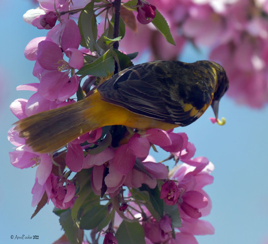 Baltimore Oriole in the Crab apple blossoms Rock Fountain, 5 Glen Everest Rd, Scarborough, ON M1N 1J2, Canada