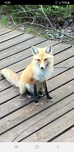 Red Fox Cloyne, ON