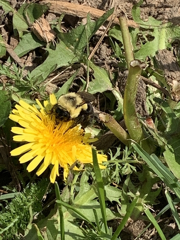 Bee Happy Barrie, Ontario, CA