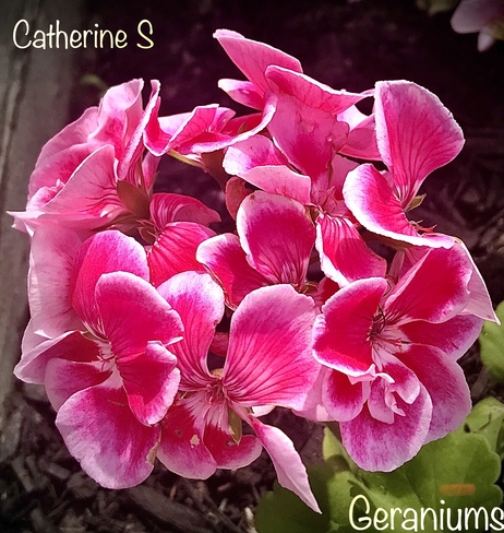 Geraniums - beautiful in pink & white:) Toronto, Ontario, CA