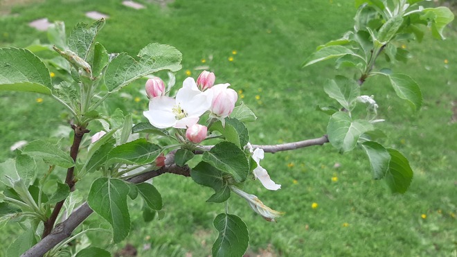 jeune fleur de pommier Sainte-Sophie, QC