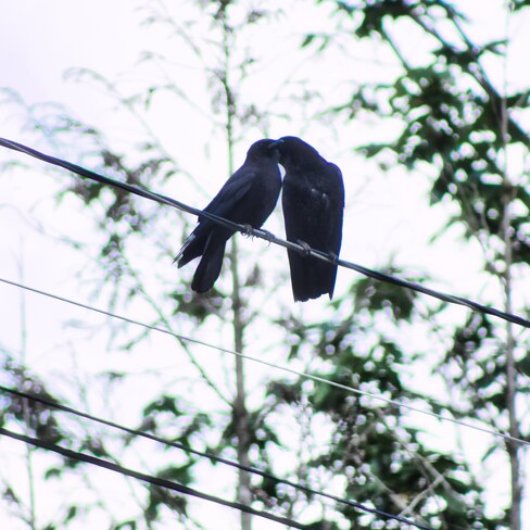 Cuddle Crows Chilliwack, BC