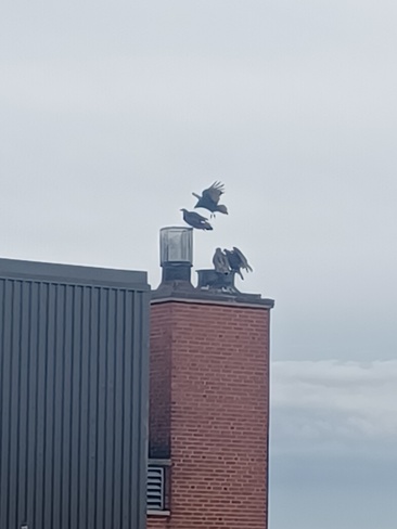 vultures Brantford, ON