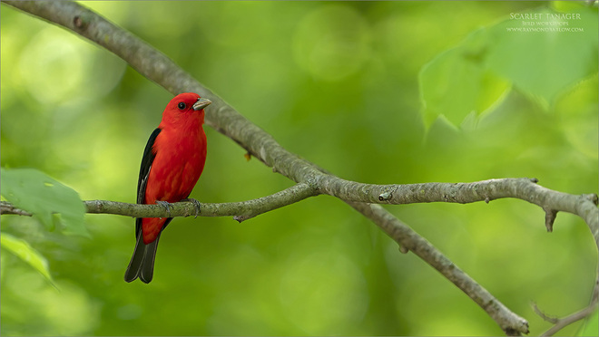 Scarlet tanager - Raymond Barlow Niagara, ON