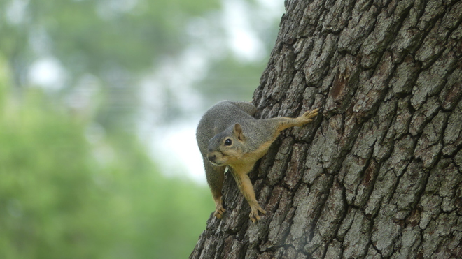 Grey Squirrel Tyler, TX 75703, USA
