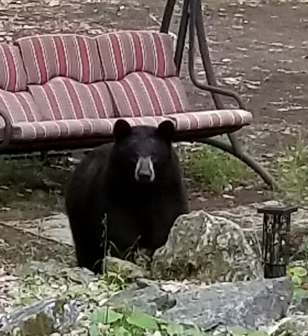 Make yourself at home, Mr. Bear McNab, ON