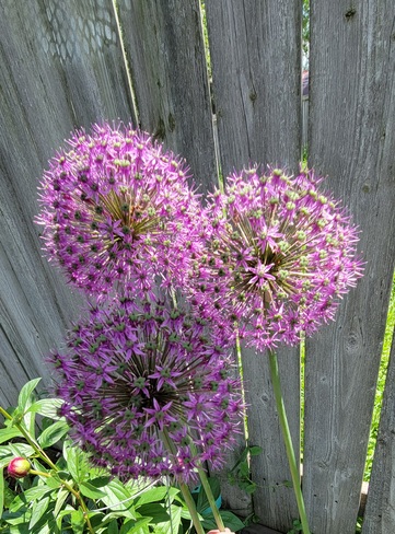 purple Allium Windsor, ON