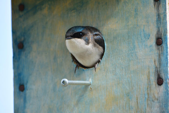 Tree Swallow in Bird House Cochrane, AB