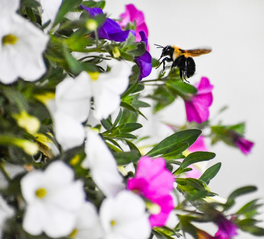 The Pollinator Creemore, Ontario, CA