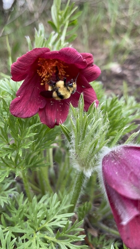 bumblebee 🐝 Regina, Saskatchewan, CA