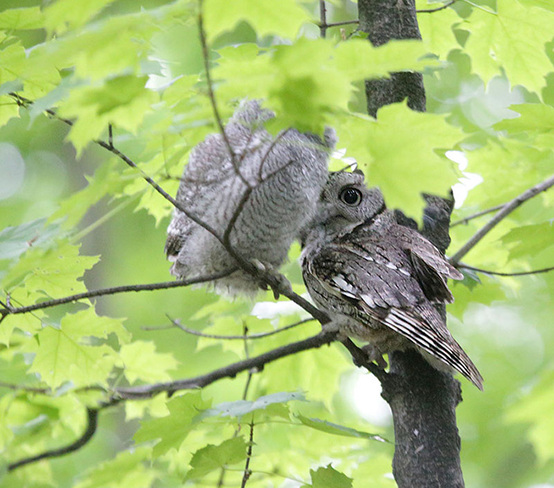 Parent and baby screech together Ottawa, ON