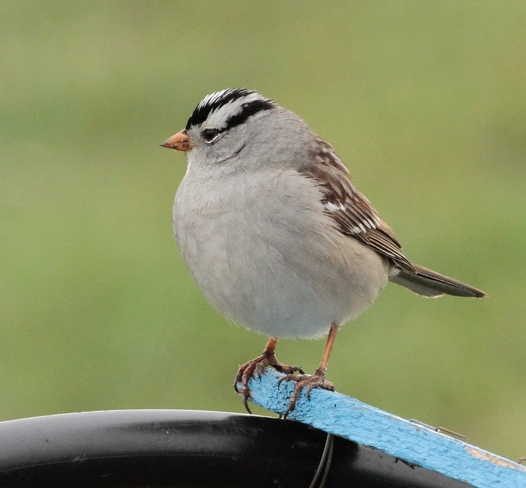 White crowned sparrow Edmonton, Alberta, CA