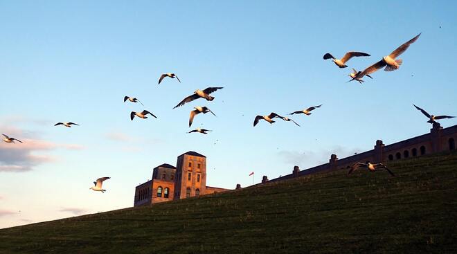 Gulls galore! R.C. Harris Water Treatment Plant, Queen Street East, Scarborough, ON