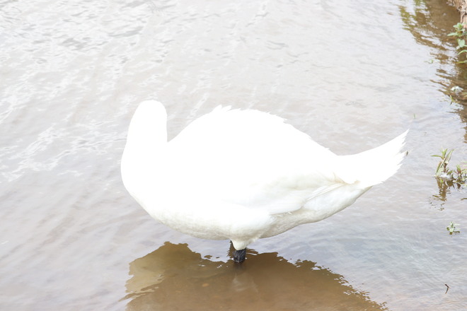 White Swan Hamilton, ON