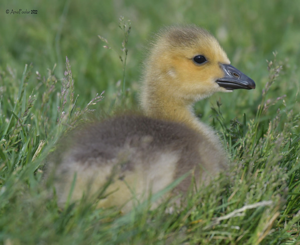 Canada goose goslings Scarborough, Toronto, ON