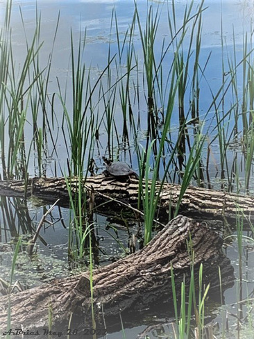 Turtle Loafers Lake, Brampton, ON