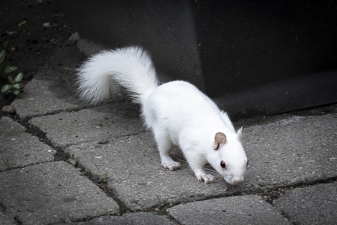 White Squirrel Thornbury, ON