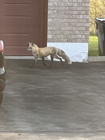 Le renard que Rose surveille L'Isle-Verte, Québec, CA